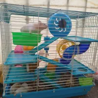 همستر و قفس