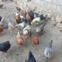 مرغ تخمی|حیوانات مزرعه|رادکان, |دیوار