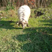 فروش نر|حیوانات مزرعه|لاهیجان, لفمجان|دیوار