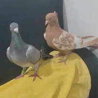 کبوتر سینه زرد و سبز پلاکی ماده|پرنده|شیراز, شیخ علی چوپان|دیوار