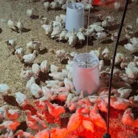 جوجه بوقلمون بیوتی ۶ بیست روزه و۳۰ روز|حیوانات مزرعه|مشهد, عیدگاه|دیوار