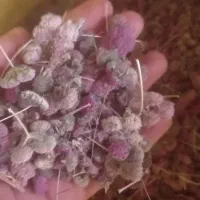 دن خشک|خوردنی و آشامیدنی|کازرون, |دیوار