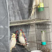 بچه عروس هلندی