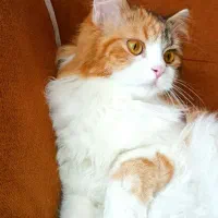گربه پرشین چینچیلا ماده یکسال و نیم
