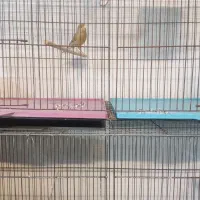 ماده قناری جفتی سهره|پرنده|بندر ماهشهر, |دیوار