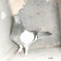 چند عدد کبوتر بازی دار و جوجه