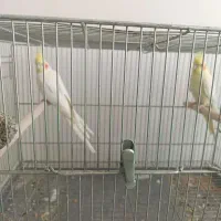 چند جفت عروس هلندی|پرنده|فارسان, |دیوار