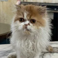 گربه پرشین سوپر فلت فیس