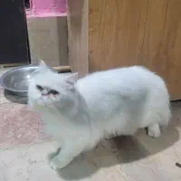 گربه پرشین نر