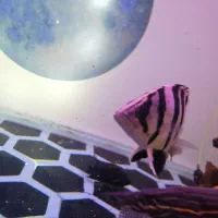 ویجا-تایگر-ایل