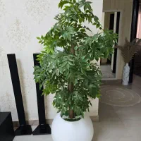 درخت اقاقیا