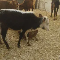 گوساله گوسفند بره