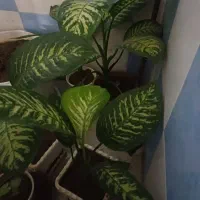 گل دیفن باخیا سالم قیمت از ۲۵۰