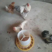 مرغ و خروس زینتی|حیوانات مزرعه|یزد, |دیوار