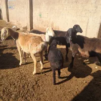 میش افغان|حیوانات مزرعه|مرودشت, تخت جمشید|دیوار