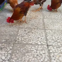 خروس عربی اصل