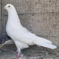 کفتر خارجی|پرنده|محمدشهر, جعفرآباد|دیوار