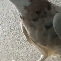 کبوتر رنگی|پرنده|نیشابور, فردوس شمالی|دیوار