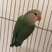 طوطی برزیلی