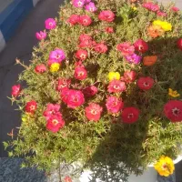 کلیه خدمات باغبانی