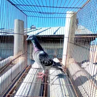 پلاکی|پرنده|مراغه, |دیوار