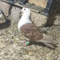 کبوتر|پرنده|سراوان, |دیوار