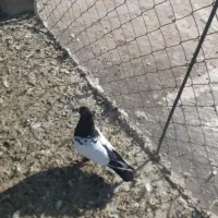 سه تا کبوتردر عجبشیر|پرنده|بناب, |دیوار