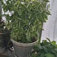 گل آپارتمانی و طبیعی