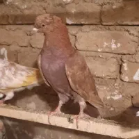 کبوتر