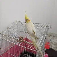 عروس هلندی لوتینو دستی