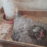 مرغ وخروس گلین مرغ کرچ جوجه گلین