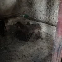 بره ماده گوسفند