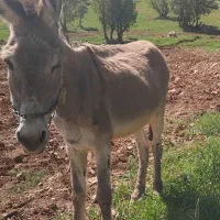 فروش یک رس خر نر