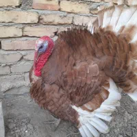 بوقلمون رسمی