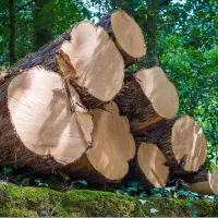 خرید وبرش درخت سرپا|خدمات باغبانی و درختکاری|سرپل ذهاب, |دیوار