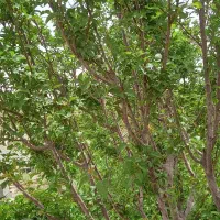 فروش زمین ۶۰۰۰ متری