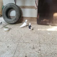 کبوتر|پرنده|سوسنگرد, |دیوار