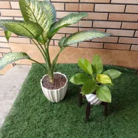 گل و گیاه و گلدون و خاک تولیدی