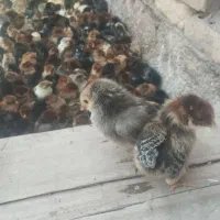 جوجهـ‌ گلپایگان‌ـ یک هفته ای و سه روزه