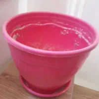 فروش گل و گلدان و استند|گل و گیاه طبیعی|شیراز, محمدیه|دیوار