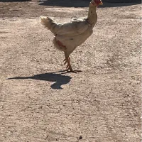 مرغ لاری جوان