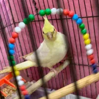 عروس هلندی دست اموز جوجه|پرنده|رشت, باهنر|دیوار