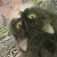 واگذاری گربه