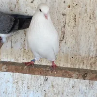 کبوتر پرشی|پرنده|رشت, بلوار گیلان|دیوار