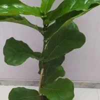 گل‌های آپارتمانی روز مادر قیمت مناسب