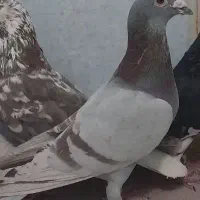 اوقون نر هوایی گرفتنی کاشمر قیمت ۶۰۰