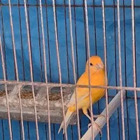 قناری های رسمی و رسمی معمولی