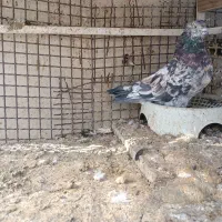 سور نر|پرنده|بم, |دیوار