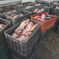 ماهی تازه سدکیلوی 150هزار