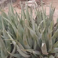 آلوورا باقیمت مناسب